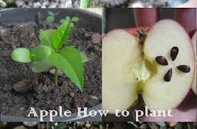 We did not find results for: Easy Way How To Grow An Apple Tree From Seed Youtube Apple Tree From Seed Plant Apple Seeds Growing Fruit Trees