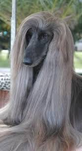 The Judith Light Afghan Hound Most Beautiful Dogs Hound