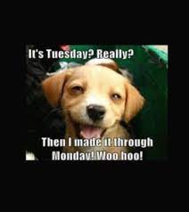 From tuesday being second worse to monday to taco tuesday memes, enjoy these funnies about the second day of the work week! 24 Happy Tuesday Meme Work Pictures And Jokes Picss Mine
