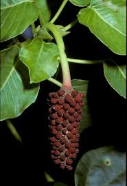Image result for Hippocratea crenata