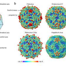 There are more than 100 different however, such a primitive structure of rhinovirus does not in the least hamper immunity and infect. Picornavirus Structure A Schematic Representation Of A Picornavirus Download Scientific Diagram