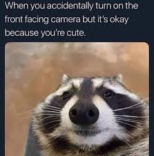Raccoon Opossum Memes Straight Outta The Trash Animal Memes Funny Animals Funny Animal Memes