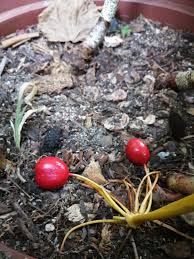 Image result for Scadoxus pole-evansii