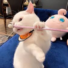 Pin By Nil On C A T In 2020 Cute Little Animals Cute Cats And Kittens Cute Animals