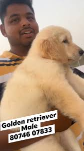 never miss the quality Rot @ Ruggles Rottweiler puppies Available 80746  07833