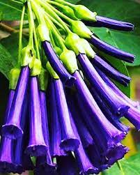 Flower Growing In Hemkund Valley Uttarakhand India Growing Flowers Asparagus Uttarakhand