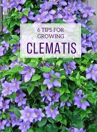 American microblogging website twitter acquired it in october 2012, before its official release on january 24, 2013. 6 Tips For Growing Clematis Longfield Gardens Clematis Plants Growing Clematis Beautiful Flowers Garden