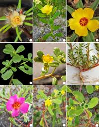 Image result for Portulacaceae