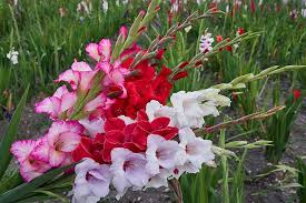 We did not find results for: How To Plant And Grow Gladiolus Gardener S Path