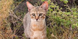 The Origins Of Cats International Cat Care