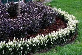 Maybe you would like to learn more about one of these? Euonymus Paloma Blanca Plantipp
