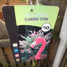 Fantastic variegated foliage of pink, white and bright apple green on a graceful, easy to grow shrub. Salix Integra Flamingo Dappled Willow Flamingo In Gardentags Plant Encyclopedia