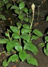 Image result for Platylepis glandulosa