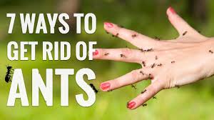 Ants live in large groups called colonies. 7 Genius Ways To Get Rid Of Ants Youtube