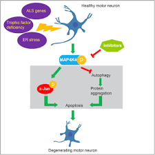 Mechanisms of disease implicated in als. Map4k4 Activation Mediates Motor Neuron Degeneration In Amyotrophic Lateral Sclerosis Cell Reports X Mol