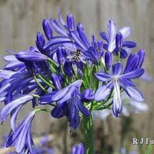 Image result for Agapanthus codii