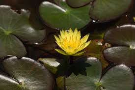 Image result for Nymphaea sulphurea