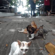 68,325 likes · 13,784 talking about this. Syurga Pencinta Kucing Di Cat Beach Sanctuary Pulau Pinang Reflect Relax