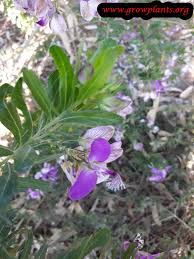 Image result for Polygala myriantha