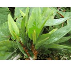 Image result for Begonia loranthoides