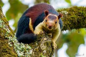 Mammals Photovaliant Cute Small Animals Animals Indian Giant Squirrel
