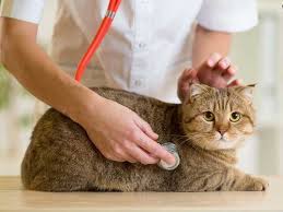 kedilerin fip hastaligi nedir kedi grip veterinerler