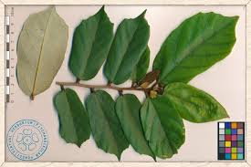 Image result for Pterospermum