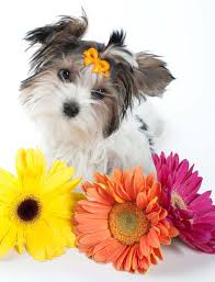 Check spelling or type a new query. Cute Puppy Names Perfect For Your Male Or Female