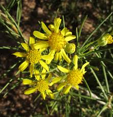 Image result for Ipomoea adenioides