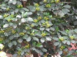Image result for Psychotria capensis