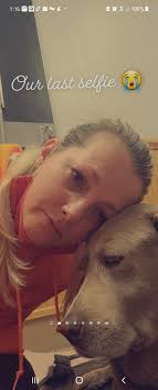 This is our girl Platinum, she was a silver lab and was the sweetest most  loving animal in the world. She lived to love us and I miss her terribly 💔  She