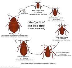 How To Get Rid Of Bed Bugs How To Kill Bed Bugs