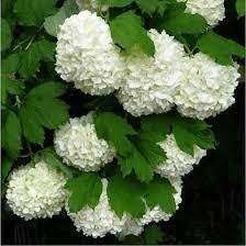Snowball hydrangea (hydrangea arborescens) is a good choice for colder climates since it flowers on the current season's growth (new wood) and is not bothered by late spring frosts.snowball hydrangeas produce large round flower heads that remain attractive into fall. Spring S Most Elegant Flowering Shrub Viburnum Opulus Snowball Viburnum Viburnum