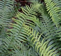 Image result for Dryopteris