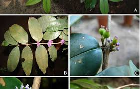 Image result for Memecylon sp. D