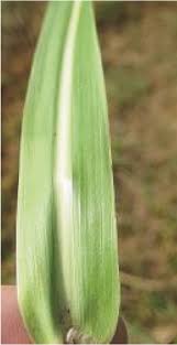 Mar 22, 2021 · if you are looking for an authentic formula to kill johnson grass, roundup weed & grass killer concentrate plus is one of the best options to consider. Johnsongrass Control In Pastures Roadsides And Noncropland Areas Uga Cooperative Extension