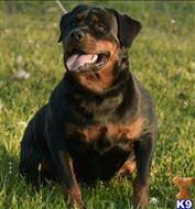 It's also free to list your available puppies and litters on our site. Rottweiler Puppies For Sale In Florida