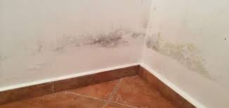 تنظيف الحوائط من العفن والفطريات ومنع ظهورها كلينكو الرياض