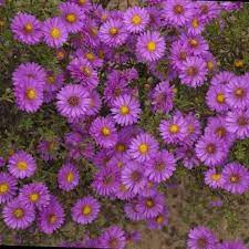 Asternovi Belgii Alert Michaelmas Daisy Late Etsy Autumn Garden Full Sun Perennial Flowers Plants