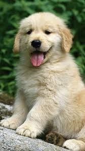 Iphone Golden Retriever Puppy Wallpaper Hd Wallpaper