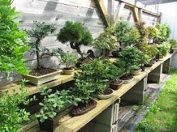 Other gardens, collections and nurseries. Gartnerdynastie Kakteen Haage In Erfurt