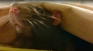 Presently the dog came to 'my long and bubbling friend,' said the djinn, 'what's this i hear of your doing no work, with the world so you will be able to work now for three days without eating, because you can live on your humph; Information About Rats All You Need To Know About Rattus Nexles