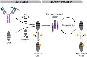 All other settings remained constant. Ijms Free Full Text A Two Step Approach For The Design And Generation Of Nanobodies Html
