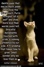 Beautiful Cats Crazy Cats Cat Poems