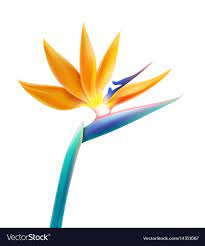 Vector Tropical Plant Bird Of Paradise Flower Or Strelitzia Reginae Isolated On White Backgr Birds Of Paradise Flower Birds Of Paradise Birds Of Paradise Plant