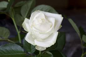Before you buy delivery flowers for a family member or your s.o. What Do Different Flowers Symbolize Gardenerdy