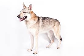 Czechoslovakian Vlcak Dog Breed Information American