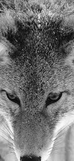 See more beautiful wolf wallpapers, awesome wolf wallpapers, pretty wolf wallpaper, werewolf wallpaper, wolf love wallpaper, black wolf we choose the most relevant backgrounds for different devices: Wolf Wallpapers Iphone Xr Wolf Wallpapers Pro