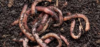 Close up macro shot of an earthworm sliding through wet soil. Global Earthworm Map Largest Dataset On Soil Biodiversity To Date