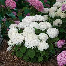 Hydrangea Invincibelle Wee White Flowering Shrubs For Shade Flowering Shrubs Planting Hydrangeas